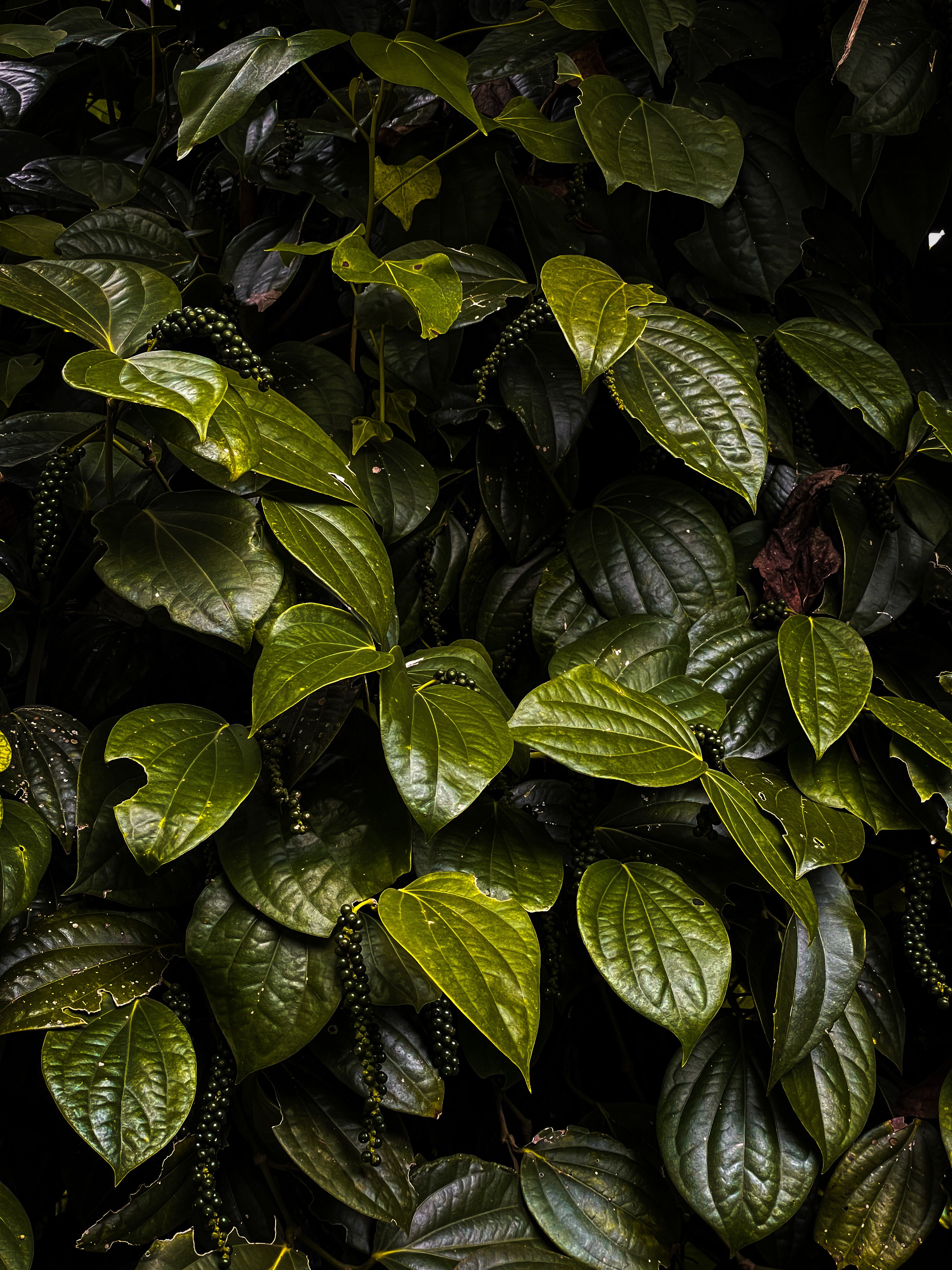 Green pepper plants in a garden