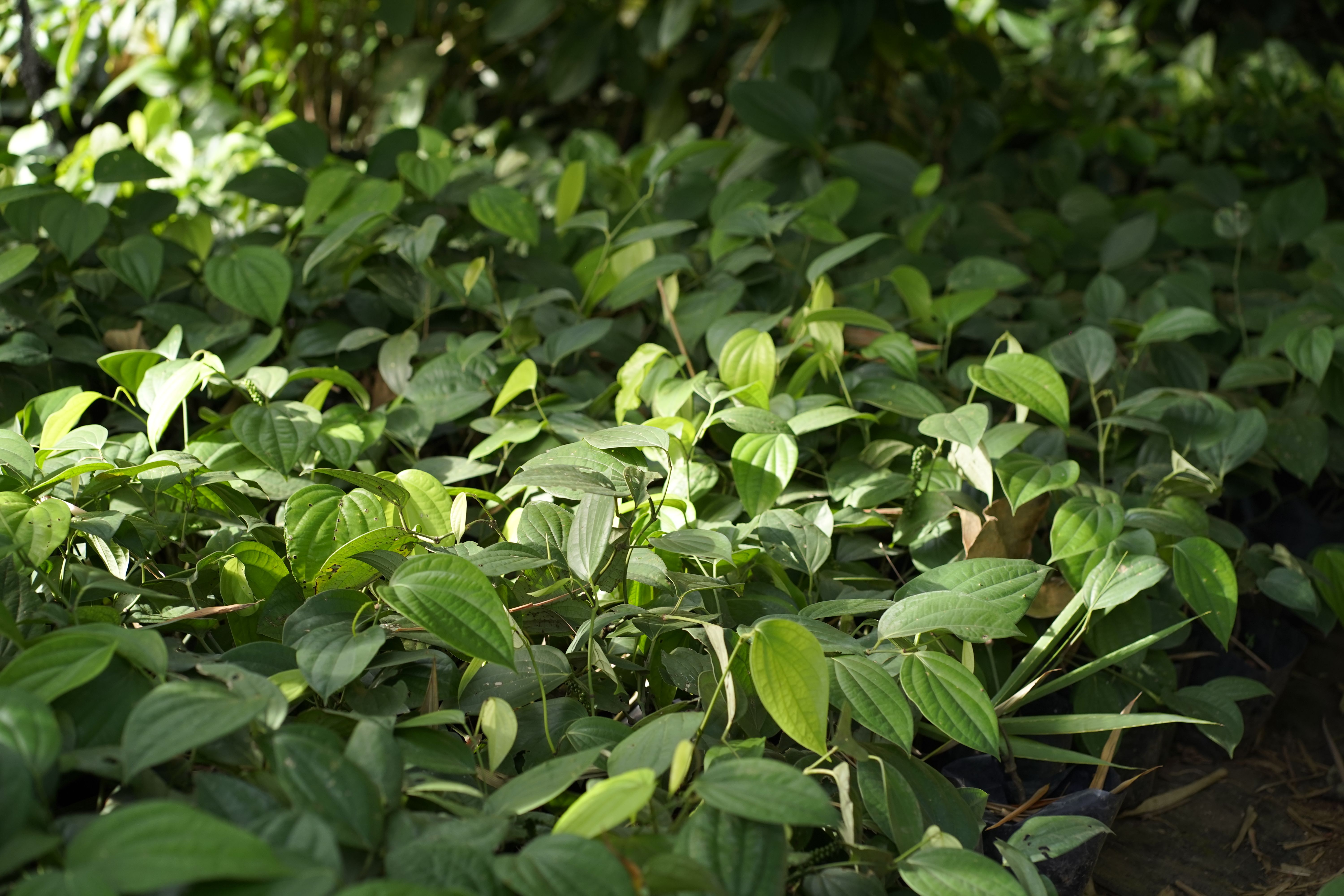 Black pepper plants on a farm